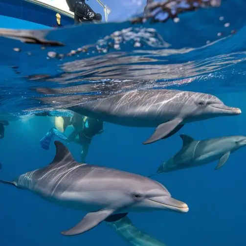Swimming with dolphins